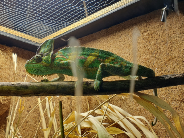 Caméléon masqué du Yemen