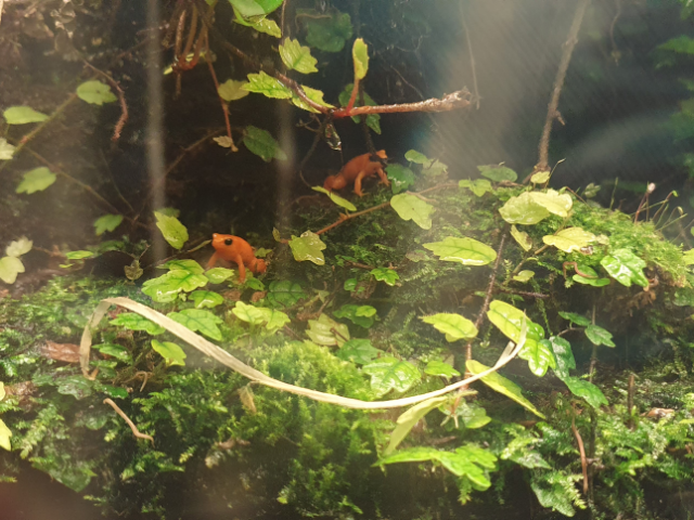 Mantella dorée