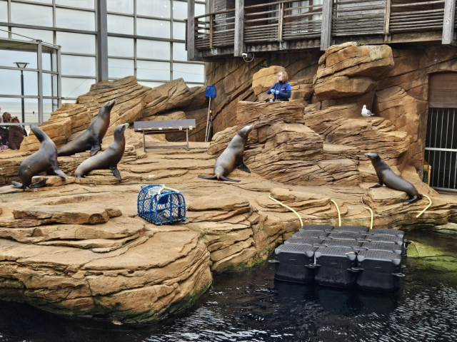 Les Lions de Mer : Speedy, Fridolin, Scooby, Moritz, Baloo, Kai et Moana