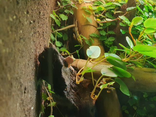 Gecko diurne de Klemmer