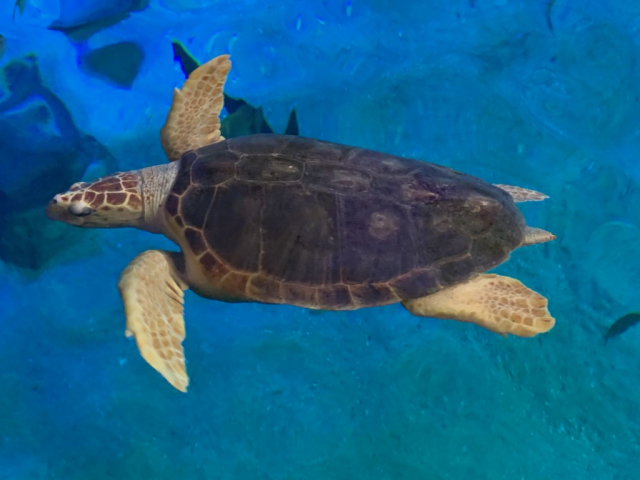 Tortue Caouanne