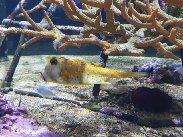 Poisson Vache à Longues Cornes